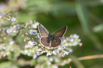 Lycaenidae / Anadolu Çokgözlüsü / Anatolian False Argus / Polyommatus hyacinthus