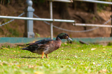 Portrait of a duck resting near the lake