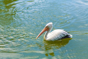 Wild pelican fishing in the city lake