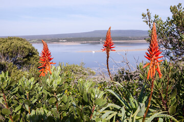 Aloes in the sun with the Breede river mouth in the background