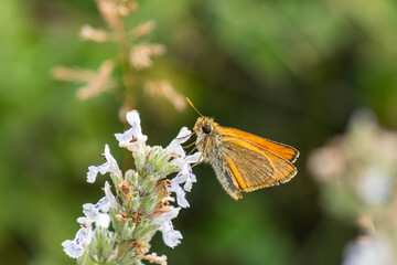 Hesperiidae / Sarı Antenli Zıpzıp / / Thymelicus sylvestris