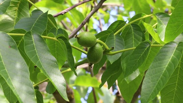 Walnuts on the tree. A pair of green walnuts.