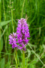 broad leaved marsh orchid also known as western marsh orchid