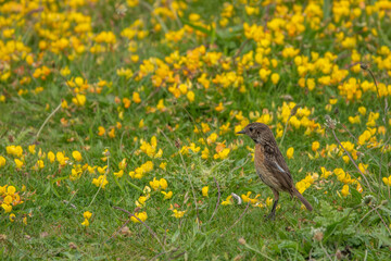 linnet standing amongst pretty yellow wild flowers