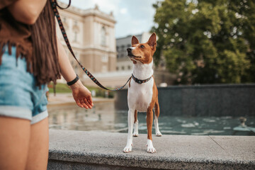 Dog on the leash basenji with owner