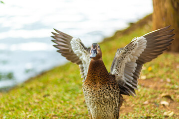 Portrait of an aggressive duck attacking the photographer