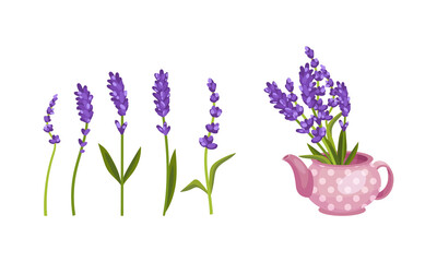 Lavender Fragrant Floral Twigs on Stem and in Vase Vector Set
