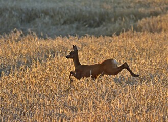 Reh (Capreolus capreolus) im Sprung