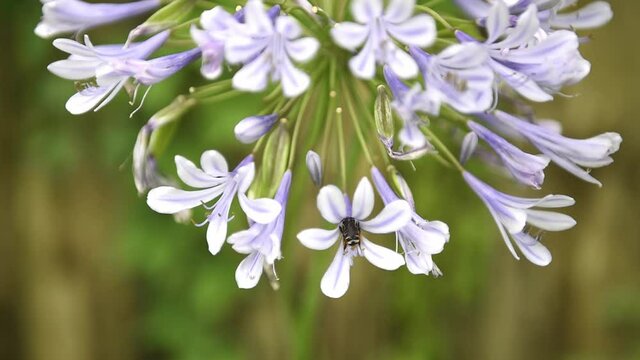 A bee flies into a blooms of a Blue Nile (Agapanthus) flower drinks nectar and moves on the another flower.