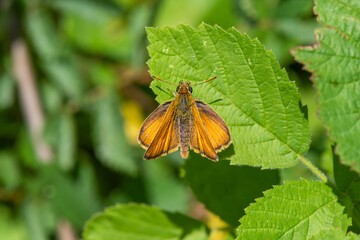 Hesperiidae / Sarı Antenli Zıpzıp / / Thymelicus sylvestris