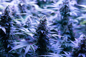 Flower bud of marijuana plant close-up.
