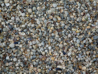 
Background from small multi-colored seashells on the seashore