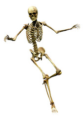 3D Rendering Human Skeleton on White