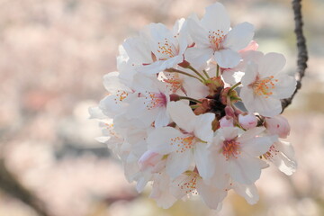 桜