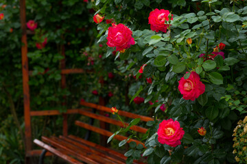Fototapeta na wymiar Incredibly beautiful delicate blossoming yellow-red rose on the background of a wooden bench