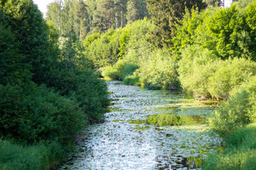 river in the forest
