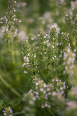 Small wild flowers macro in sunlight