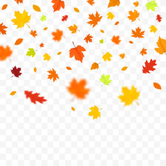 Fototapeta na wymiar Autumn falling leaves isolated on white background. Autumn background with golden maple and oak leaves.