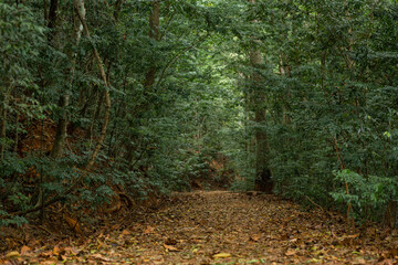 A path in the dense jungle. Natural reserve. The sun doesn't break through the trees