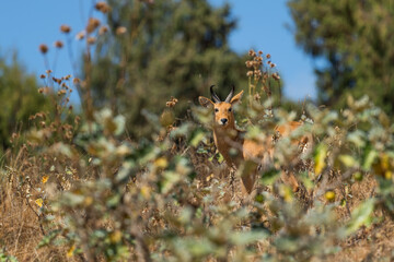 Eastern Bohor Reedbuck - Redunca redunca bohor, beautiful shy antelope endemic in Ethiopean mountains, Bale mountians, Ethiopia.