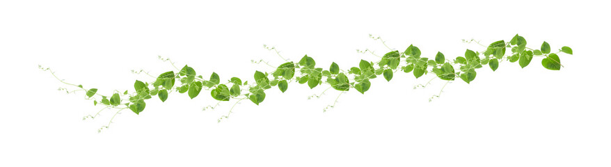 Heart shaped green leaves climbing vines ivy of cowslip creeper (Telosma cordata) the creeper forest plant growing in wild isolated on white background, clipping path included. © nature design