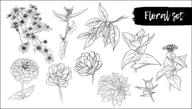 Set of hand drawn flowers and plants.