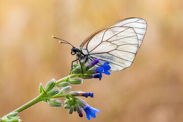  Alıç Kelebeği » Aporia crataegi » Black-veined White