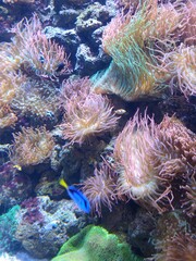 Fototapeta na wymiar coral reef and coral