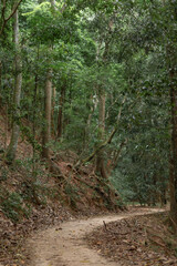 A path in the dense jungle. Natural reserve. The sun doesn't break through the trees