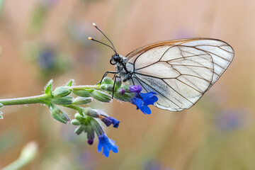  Alıç Kelebeği » Aporia crataegi » Black-veined White