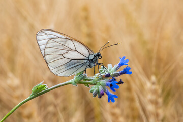  Alıç Kelebeği » Aporia crataegi » Black-veined White