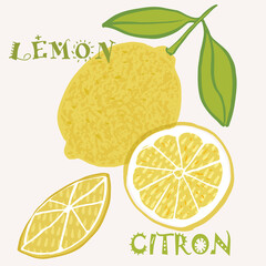 Lemon citrus fruit vector illustration. Colorful textured modern design.