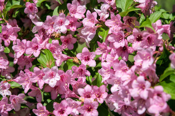 Fototapeta premium Pink delicate weigela flowers in the spring garden