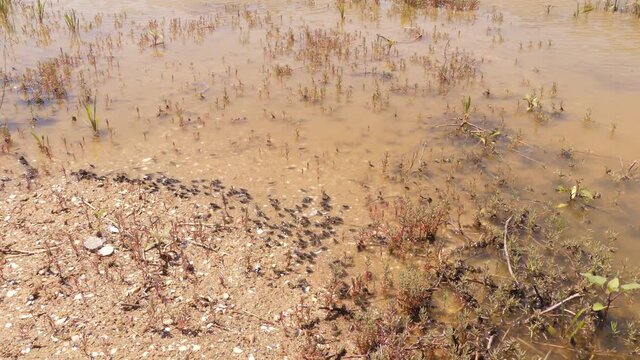 The European green toad (Bufotes viridis). 
The life of these reptiles begins in the water. Then young toads leave the water and become steppe inhabitants. Odessa region (Ukraine)
