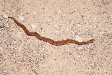 Copper colored viper on gravel road