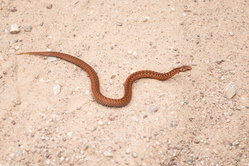 Copper colored viper on gravel road