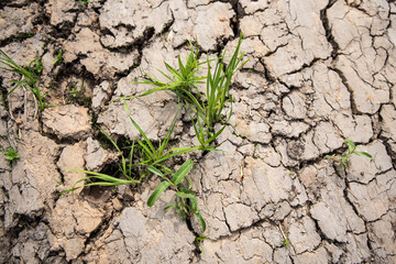 Green grass growing up on crack dry land.