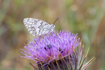 Satyridae / Anadolu Melikesi / Balkan Marbled White / Melanargia larissa
