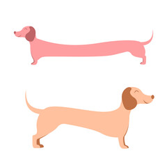 dachshund, wiener dog on white background vector illustration