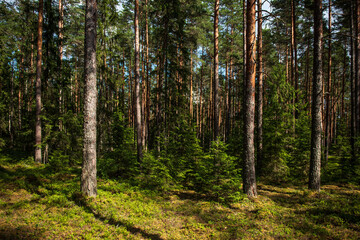 Pine forest in sunny summer day. 