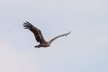 Kara akbaba » Cinereous Vulture » Aegypius monachus
