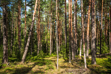 Pine forest in sunny summer day. 