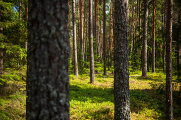 Pine forest in sunny summer day. 