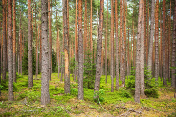 Pine forest in sunny summer day. 