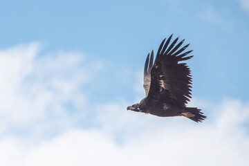 Kara akbaba » Cinereous Vulture » Aegypius monachus