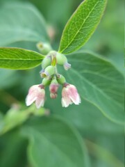 hellebore flowers bloom