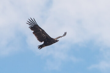Kara akbaba » Cinereous Vulture » Aegypius monachus