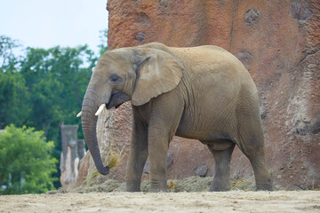 Young playful elephants while feeding