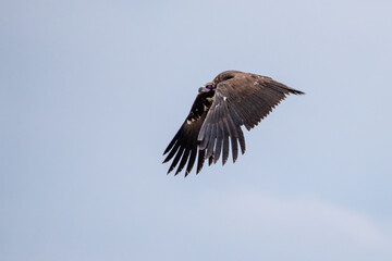 Kara akbaba » Cinereous Vulture » Aegypius monachus