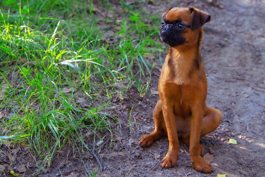 small brabanson dog, petit, walking on the street, photo of a puppy, on the background, summer and nature,